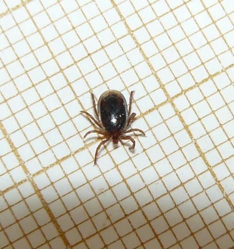 Réf. 246 124 : Pholeoixodes hexagonus